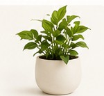 Indoor plants