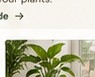 Tahani Plants Instagram image