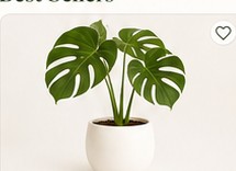Monstera Deliciosa