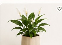 Spathiphyllum (Peace Lily)