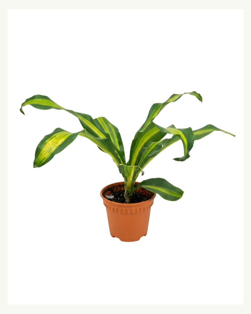 Dracaena Golden Heart Plant