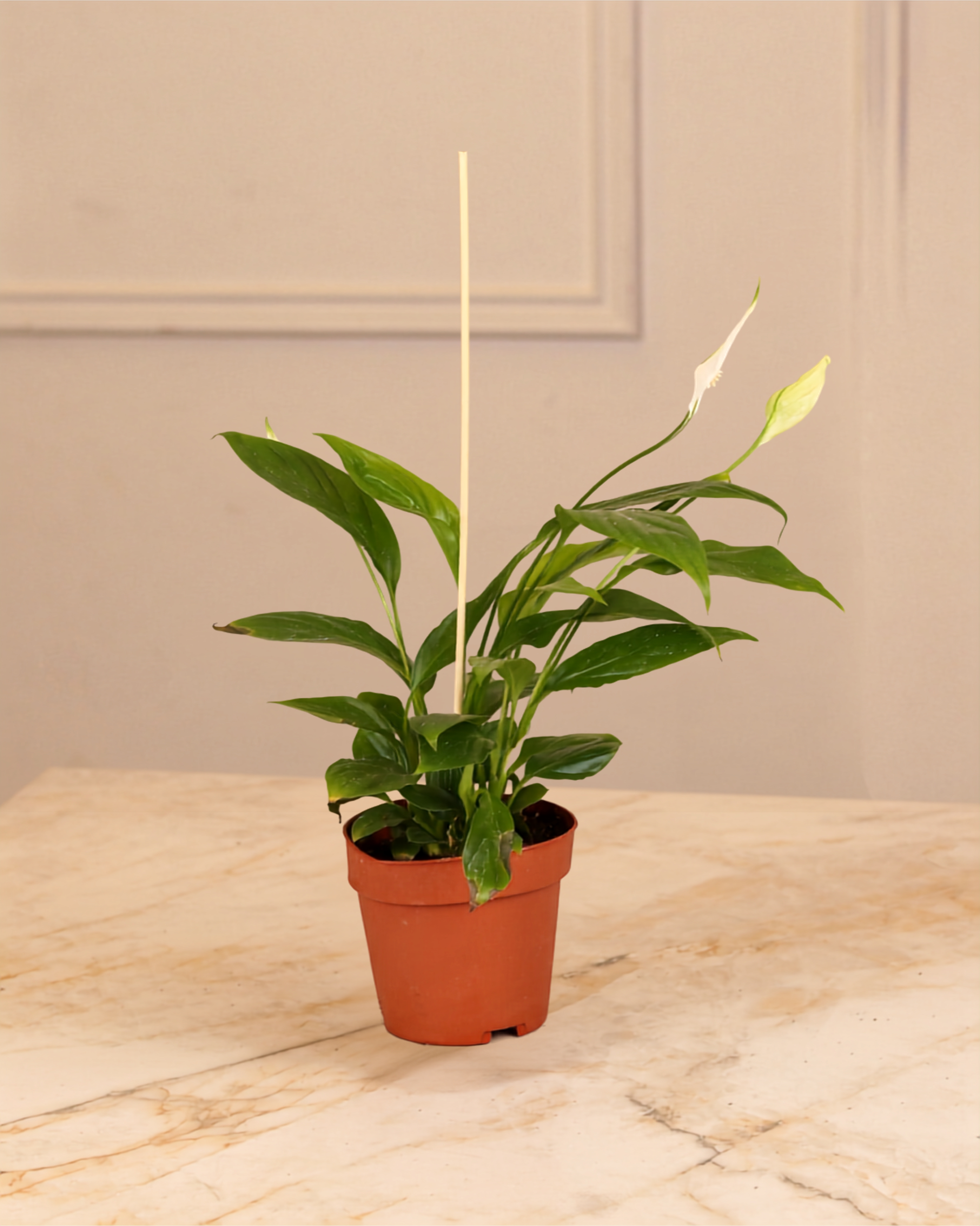 Spathiphyllum 'Peace Lily'