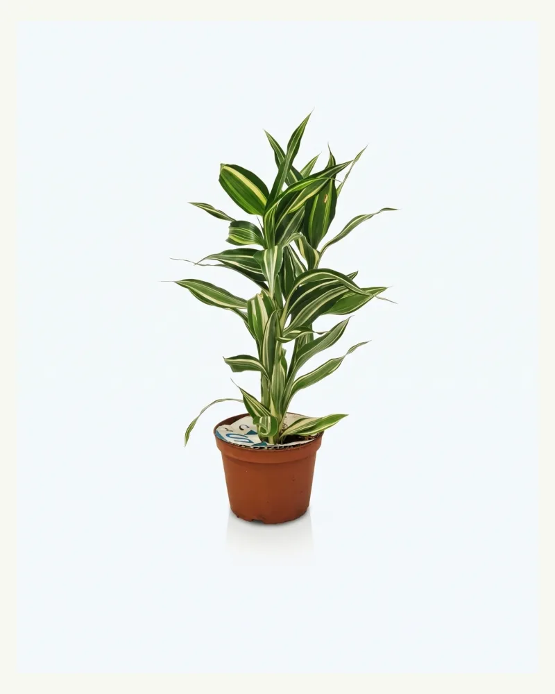 Dracaena Sanderiana Gold 3 stems