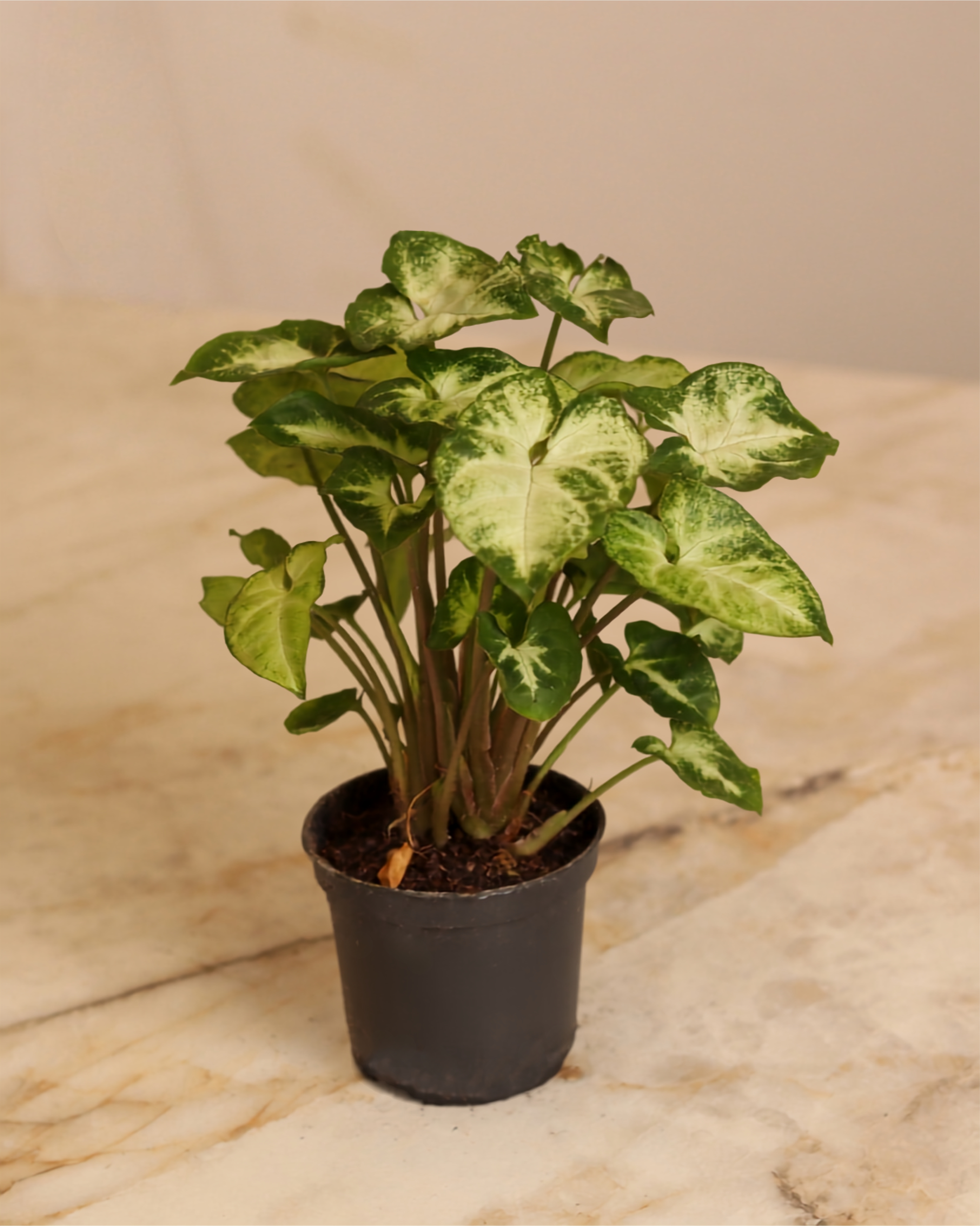 Syngonium