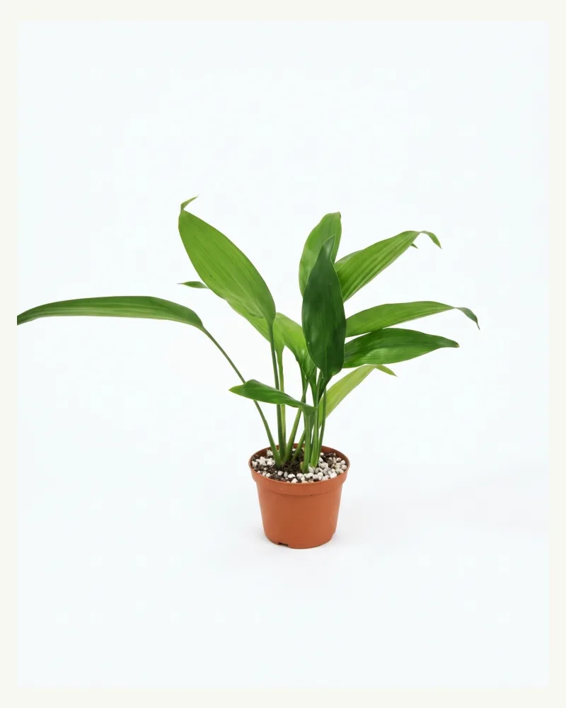 Aspidistra Elatior