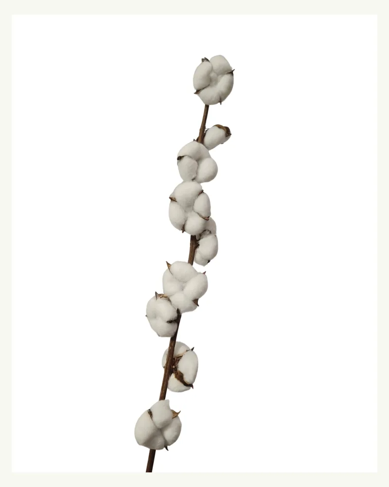 Dry Cotton #50515