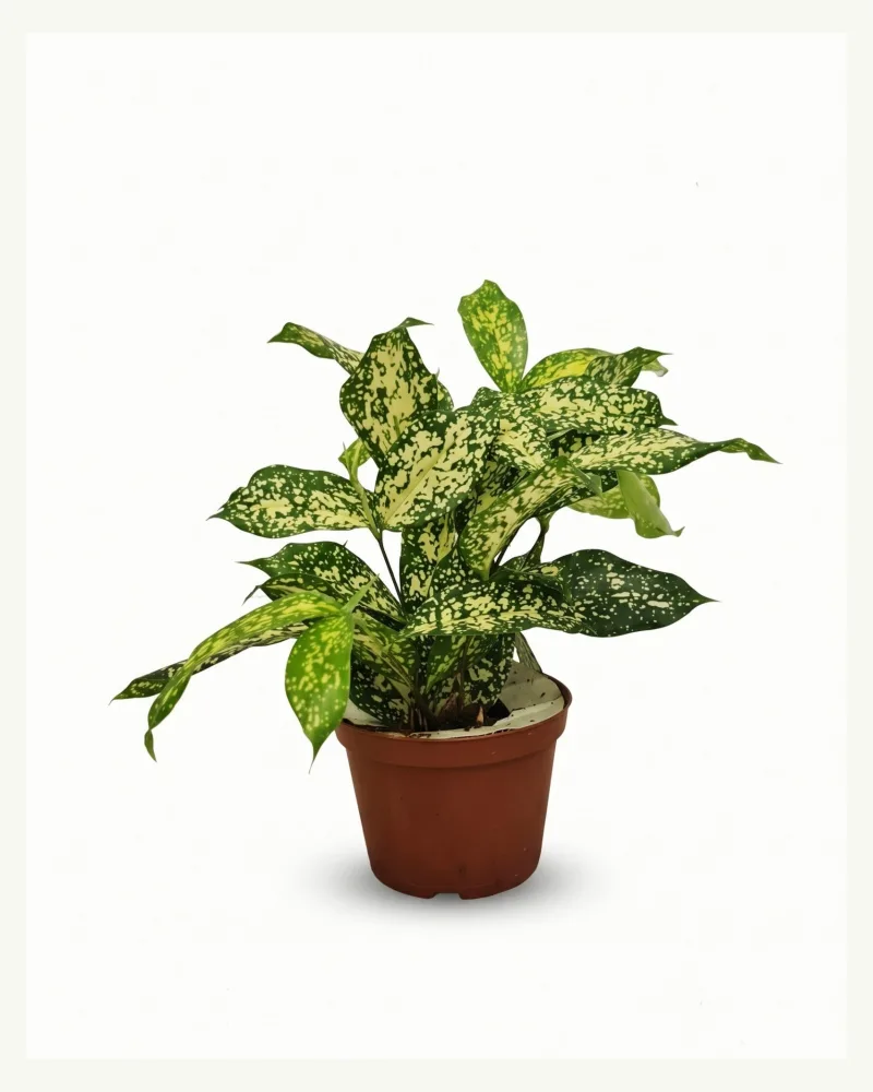 Aglaonema