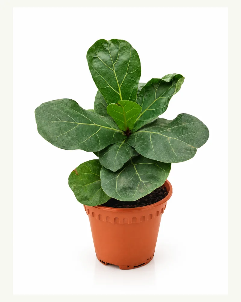 Ficus lyrata Bambino