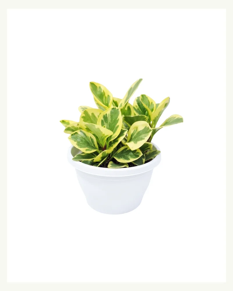 Peparomia Plant