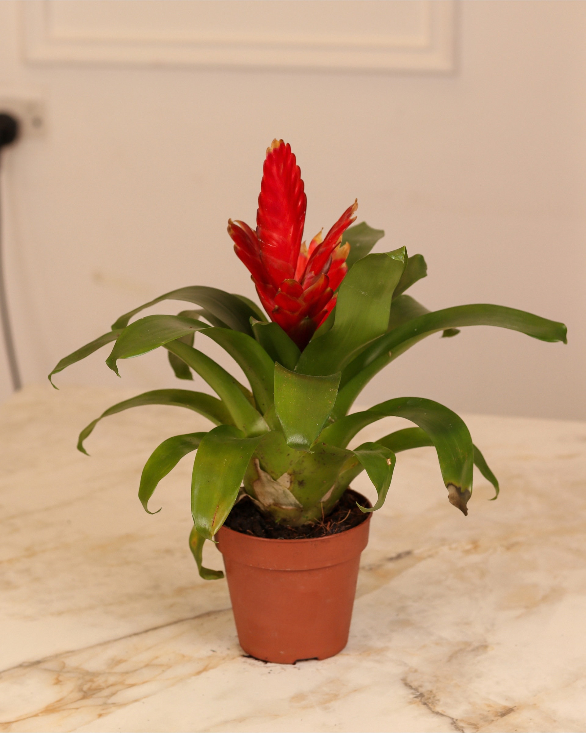 Vriesea