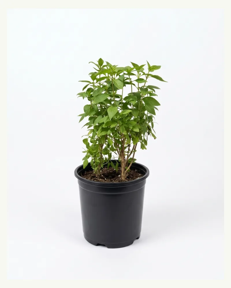 Basil - Tulasi