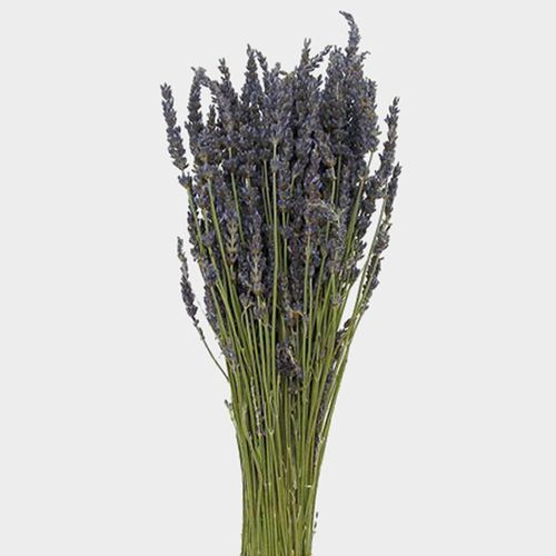 Dry lavender