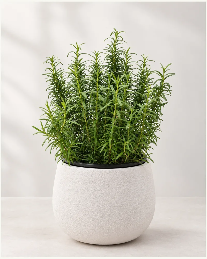 Rosemary Plant With Pot
