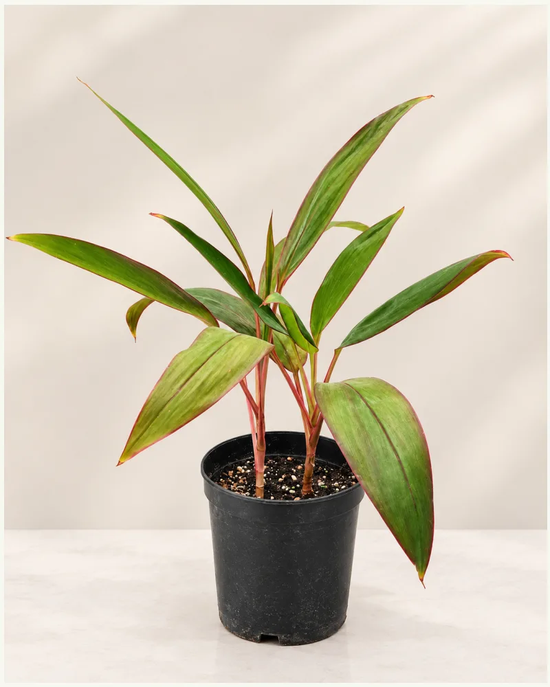 Cordy Red (Small)
