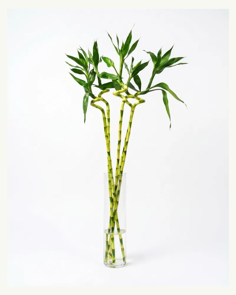 Bamboo Big with Glass Vase