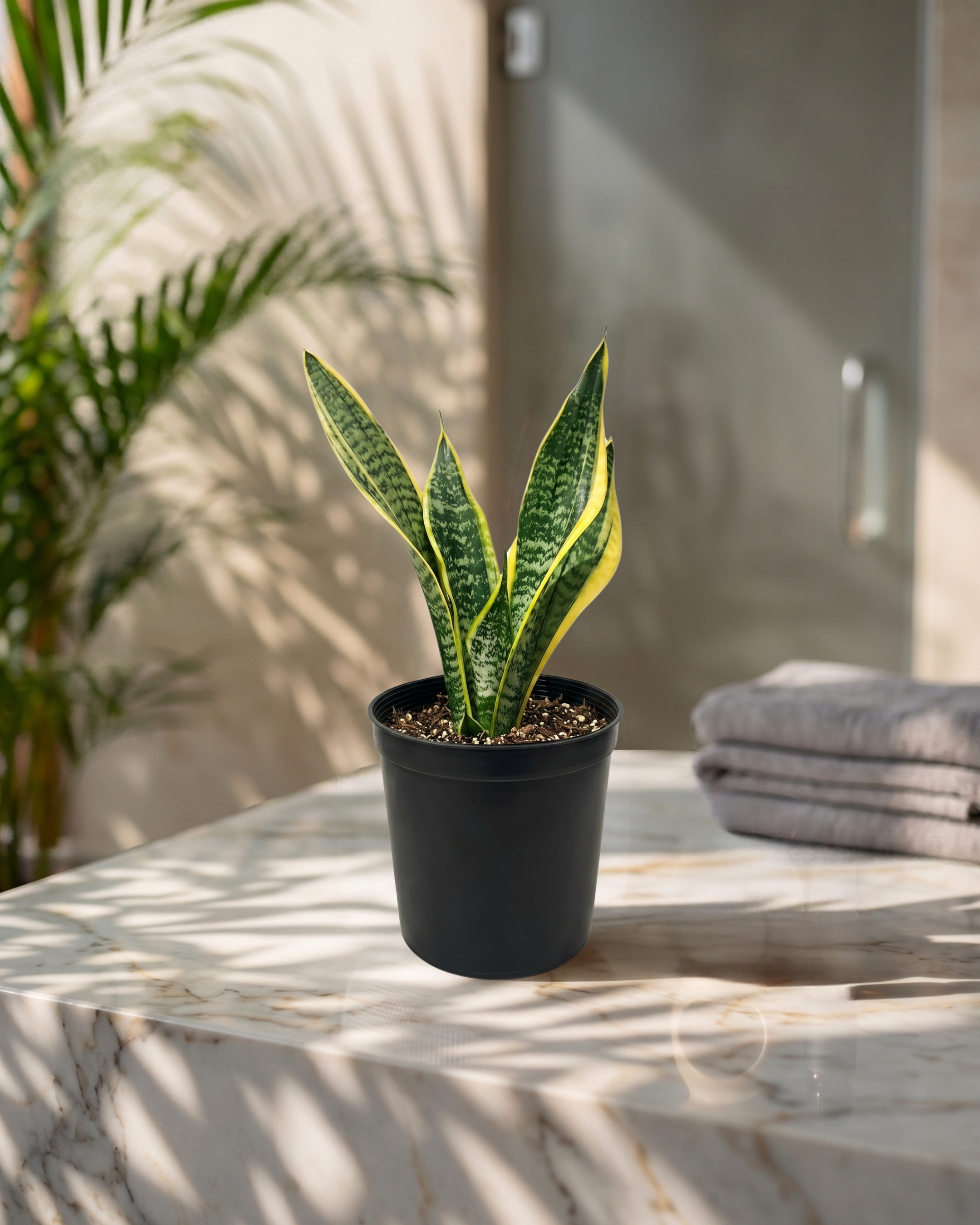 Snake Plant