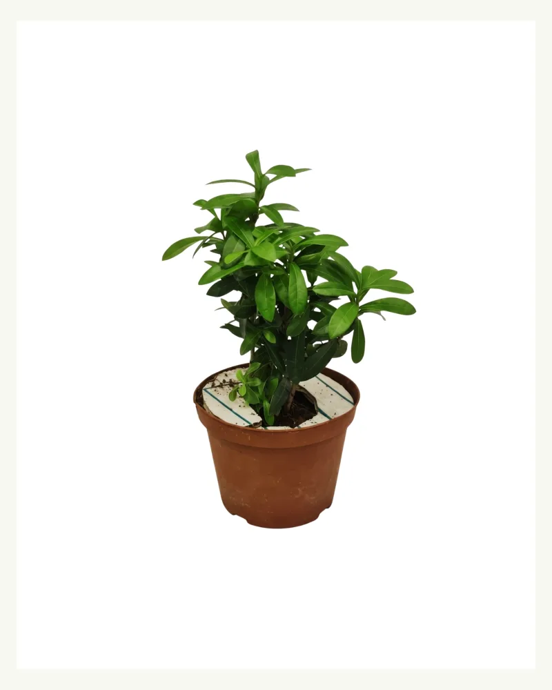 Ixora Dwarf