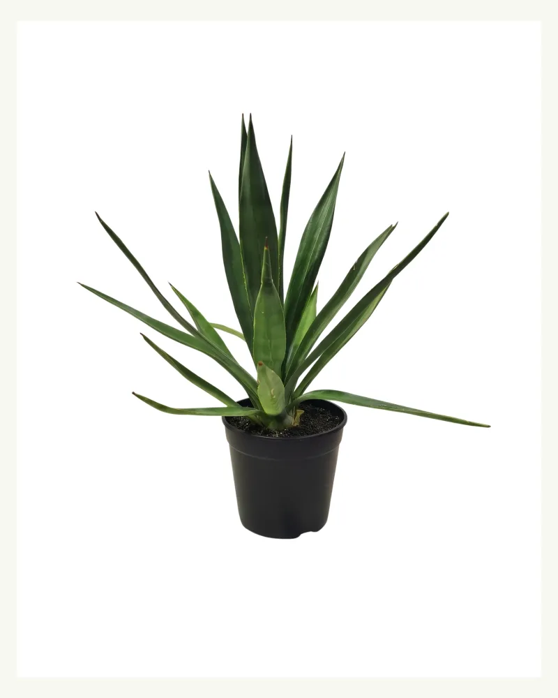 Yucca - Aloifolia