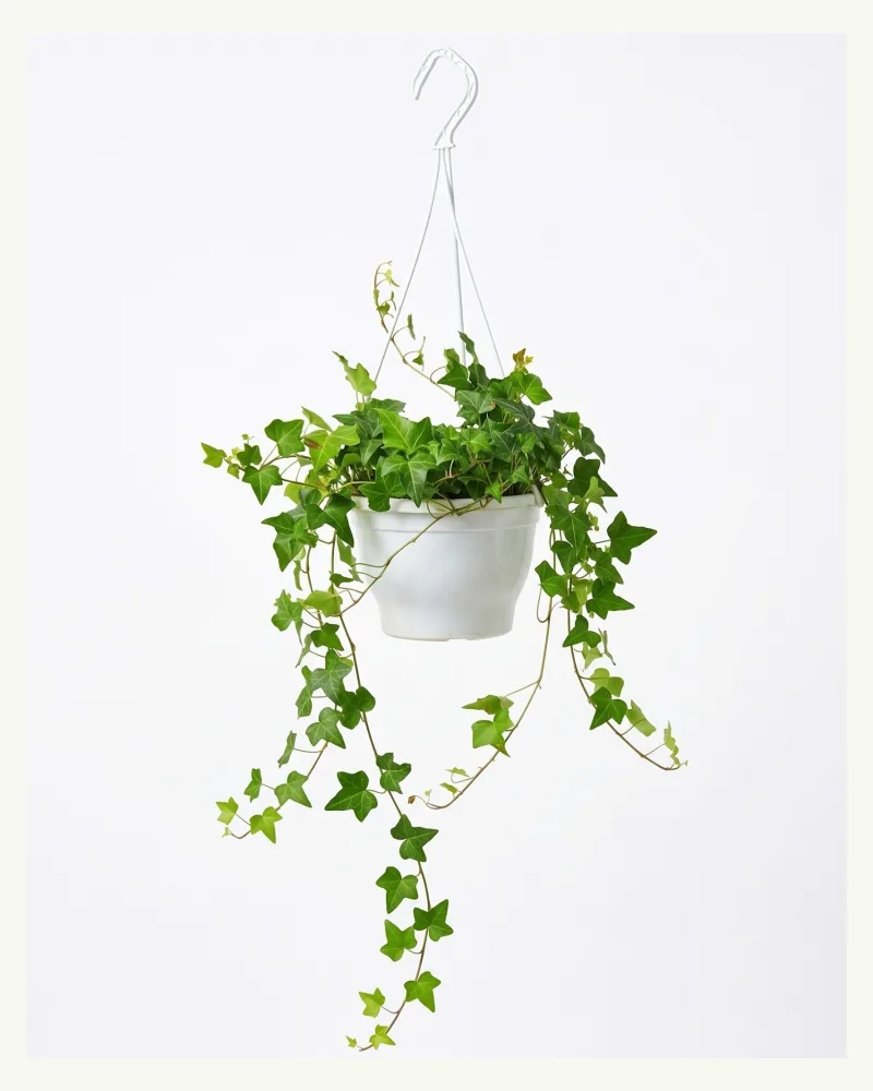 Hedera helix