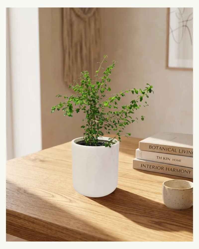 Fukien Tea with Ceramic Pot