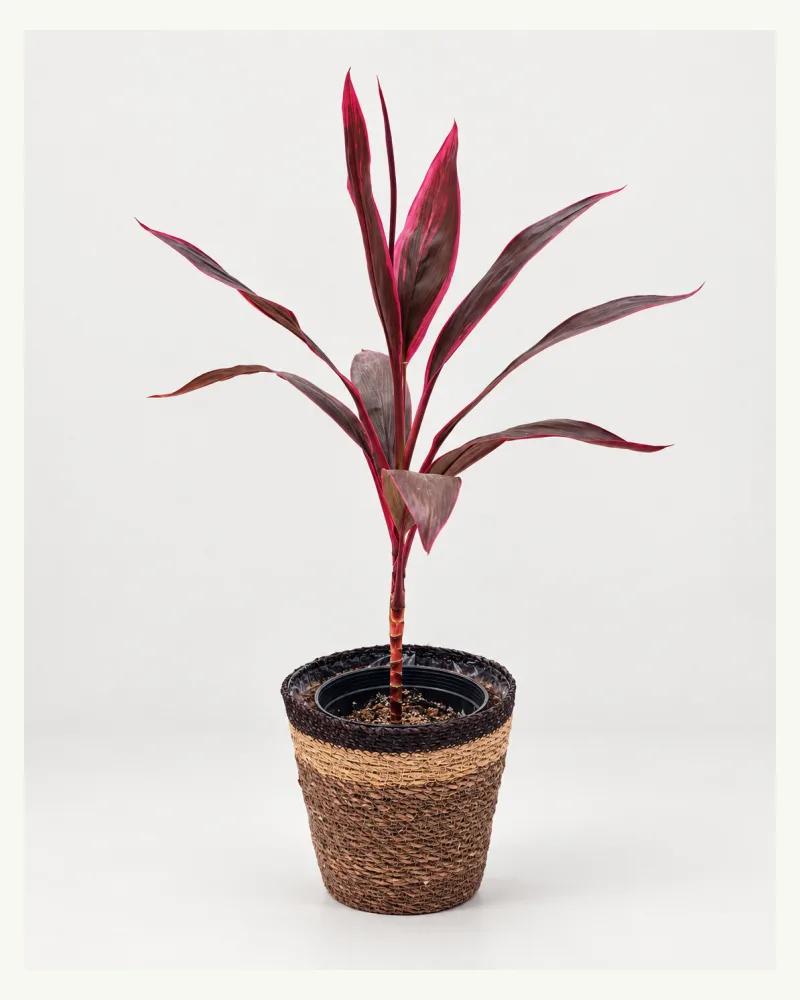 Cordy Red (Medium) With Basket