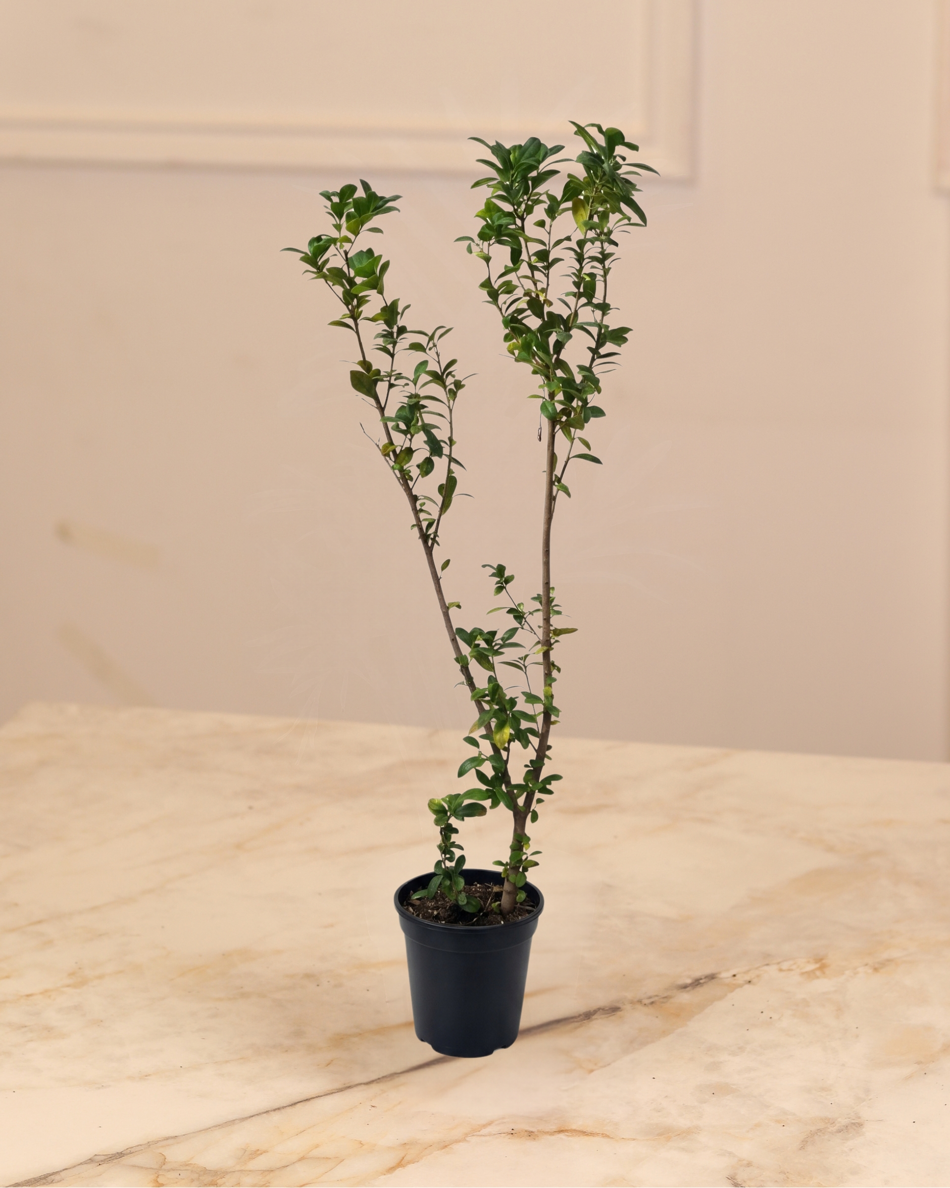 Ficus Benjamina