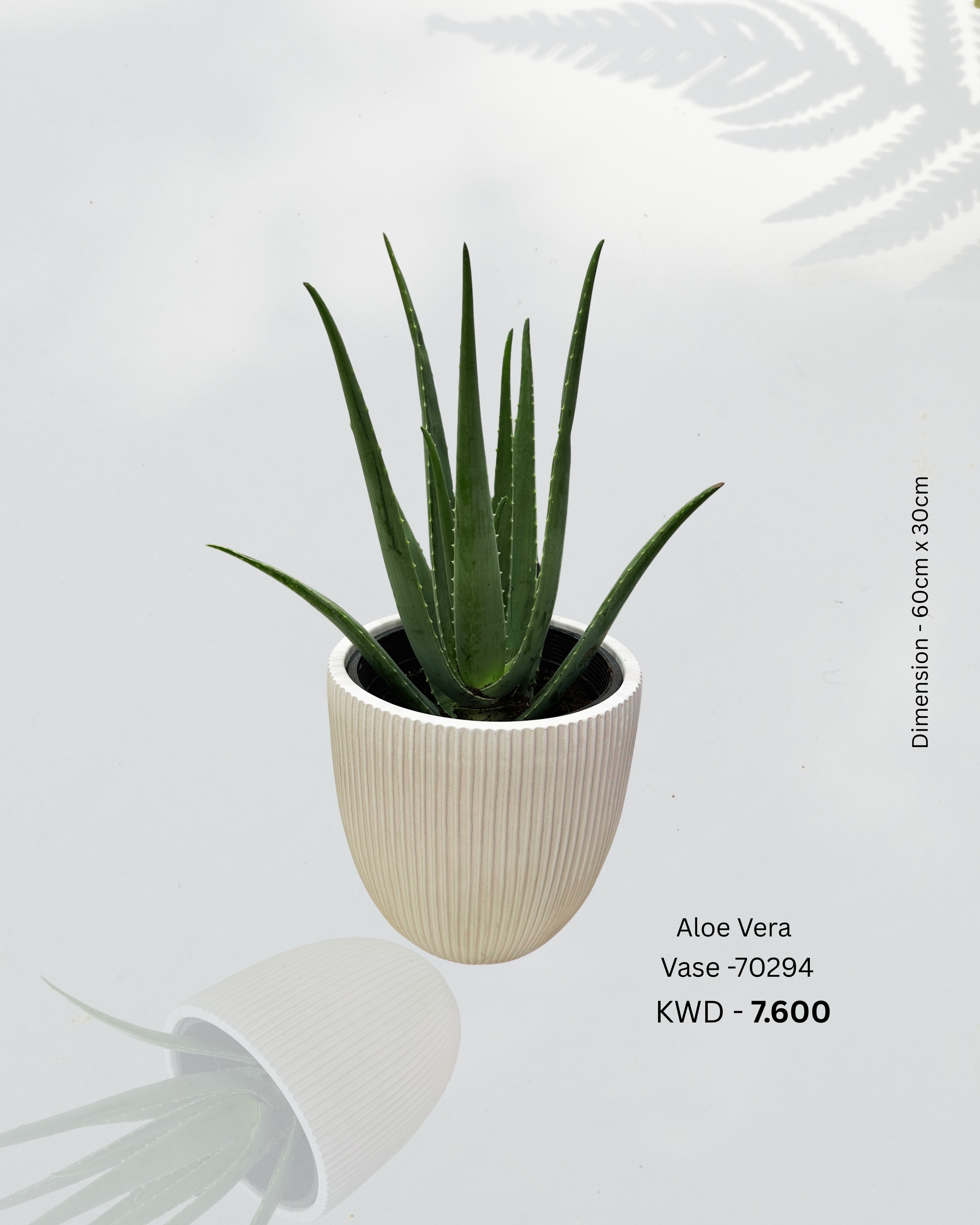 Aloe Vera Vase