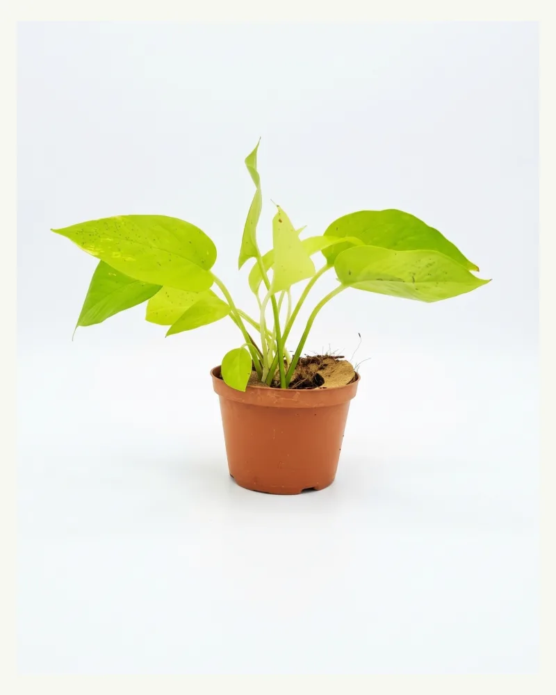 Epipremnum |  Neon Pothos