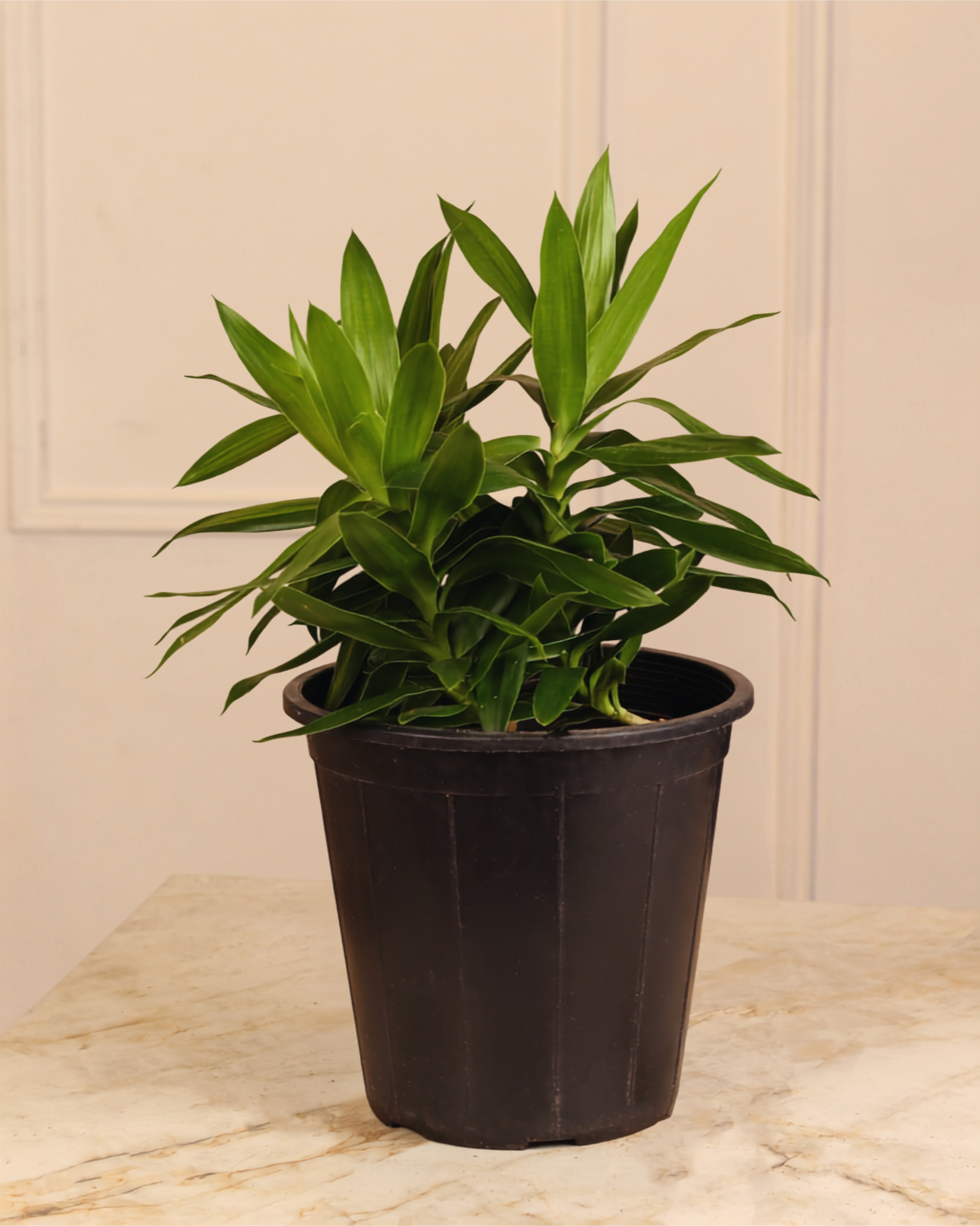 Dracaena Jamica Green