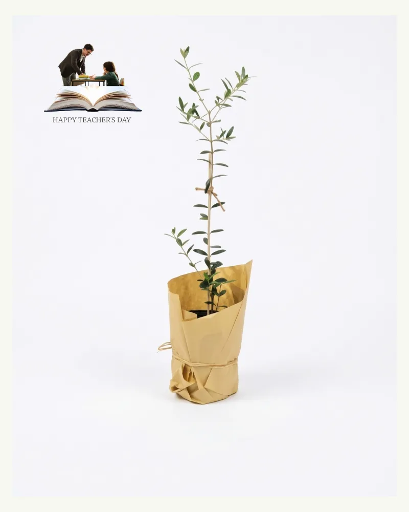 Happy Teacher's Day | Olive Tree Small