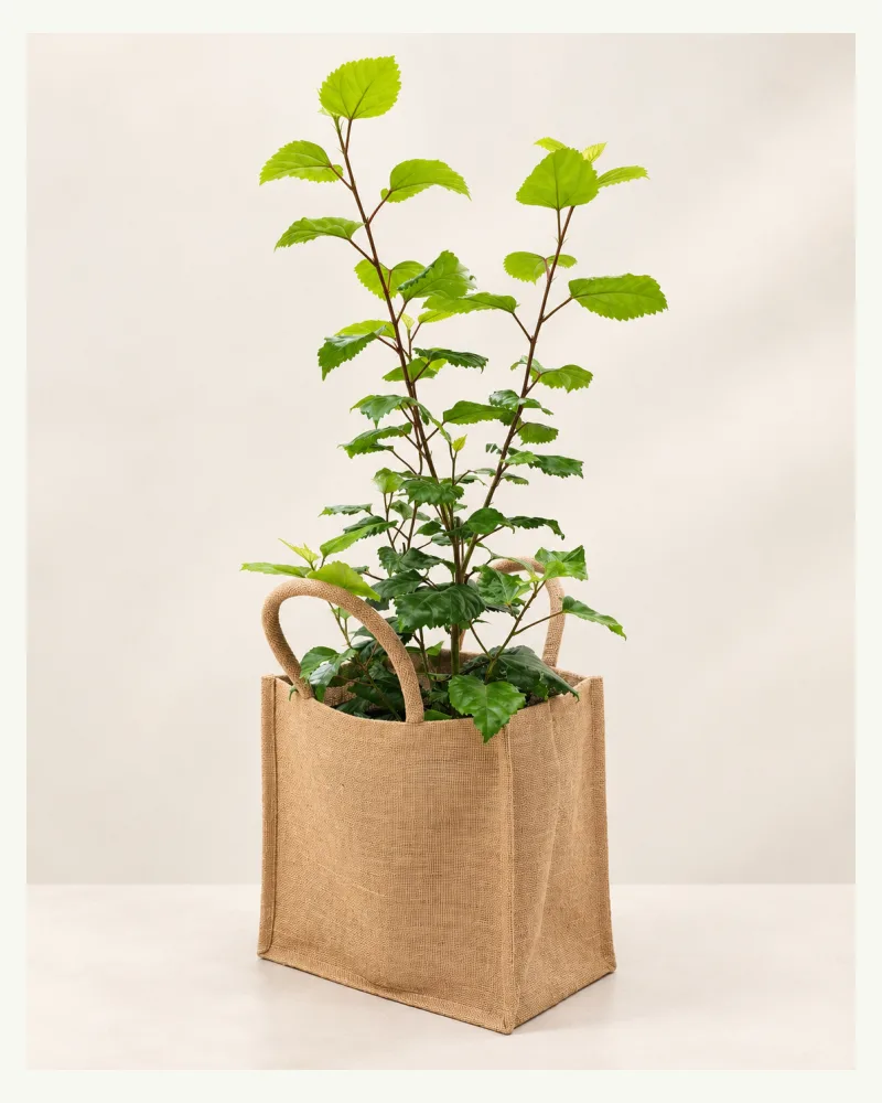 Hibiscus rosa Plant with Bag