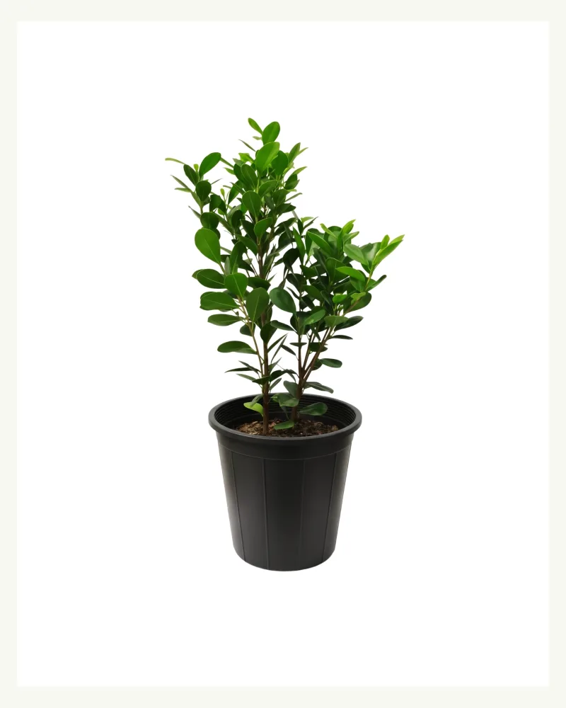 Ficus Panda