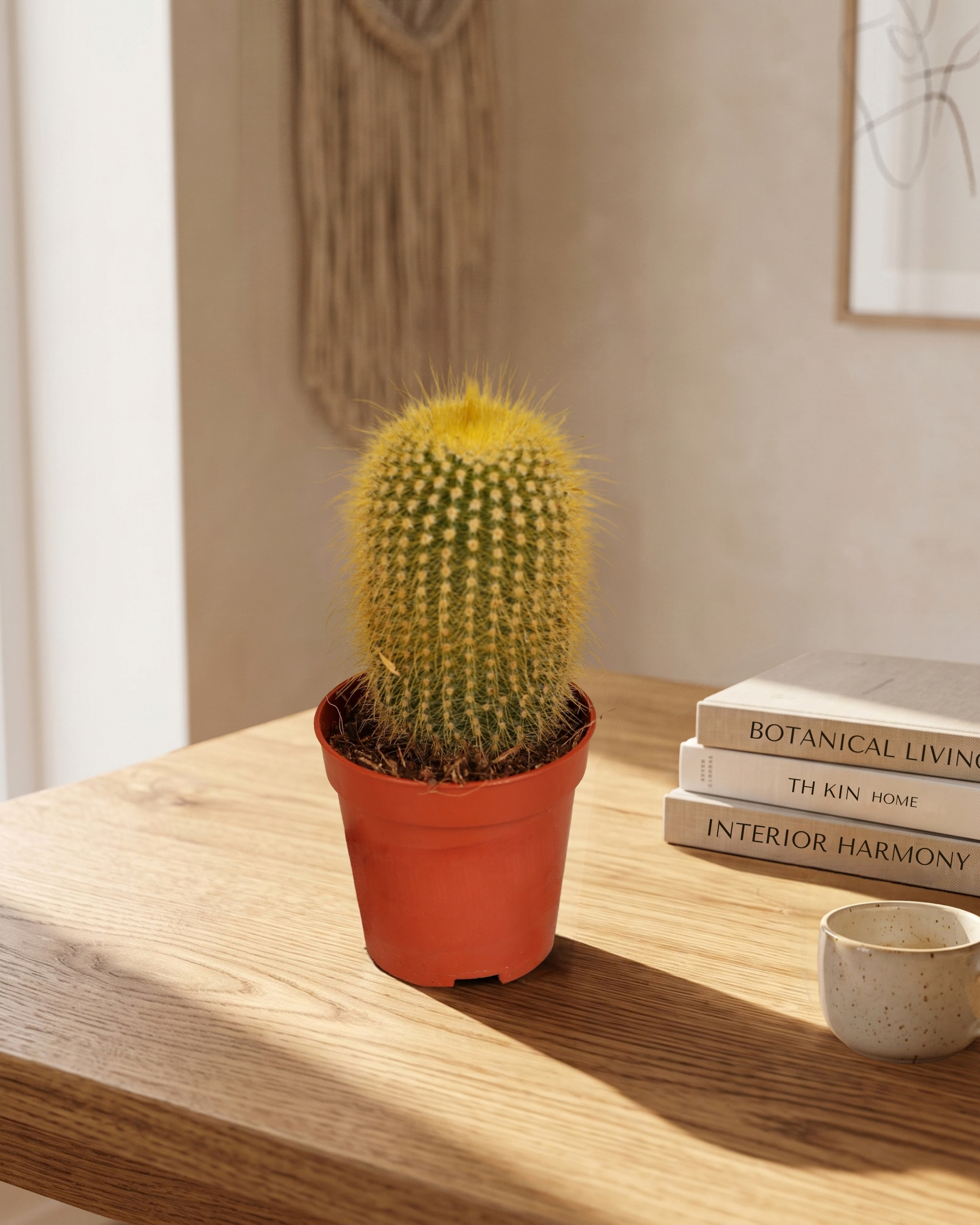 Cactus Leninghausii