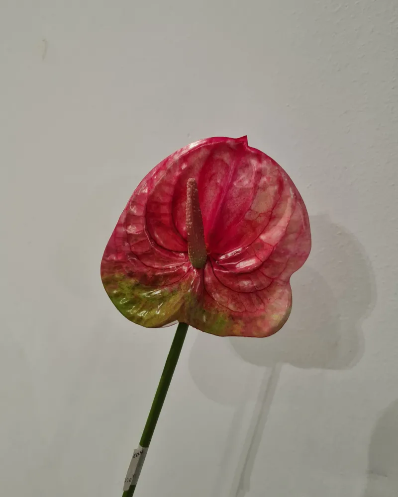 Artificial Flower Anthurium #50642