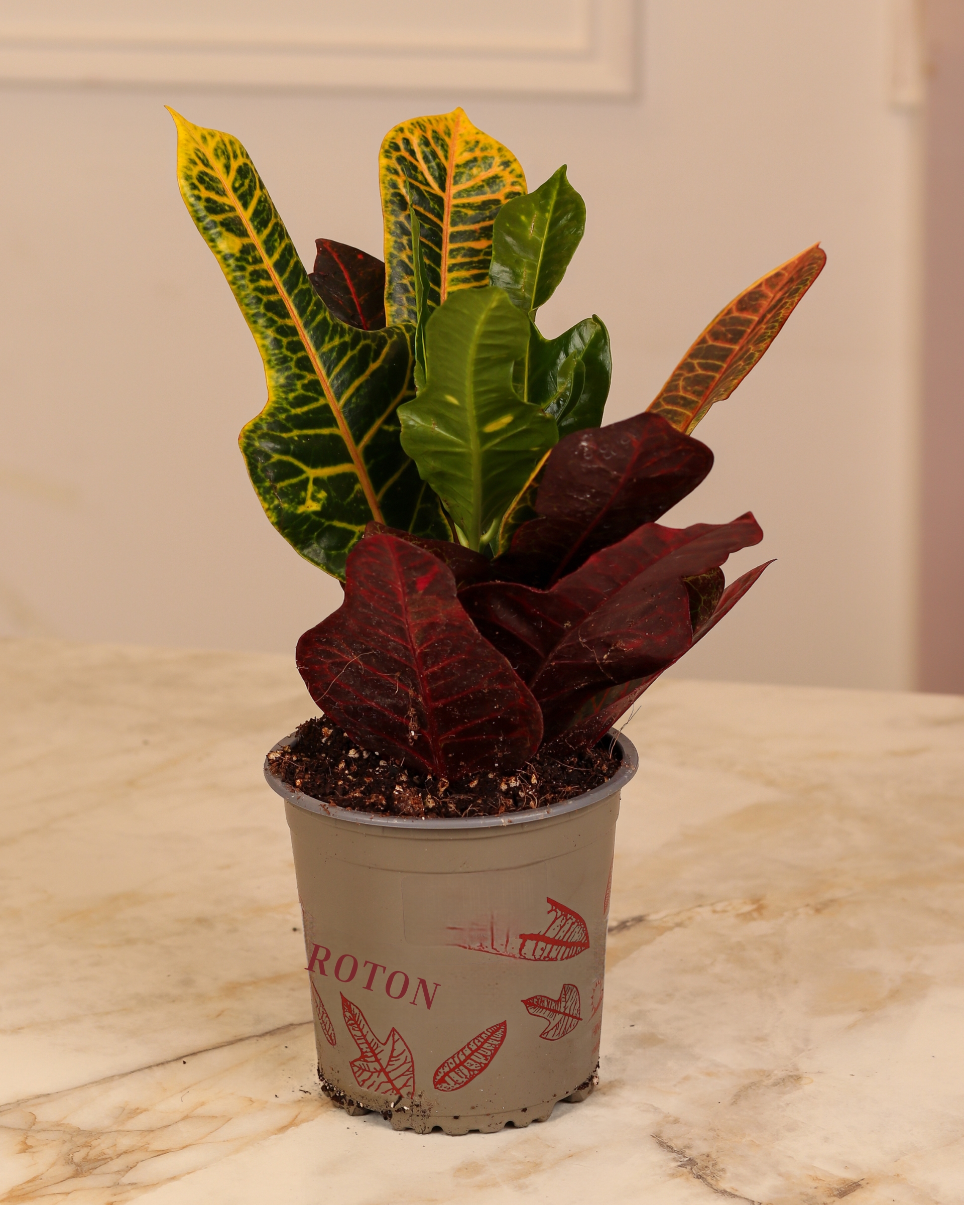 Codiaeum Plant
