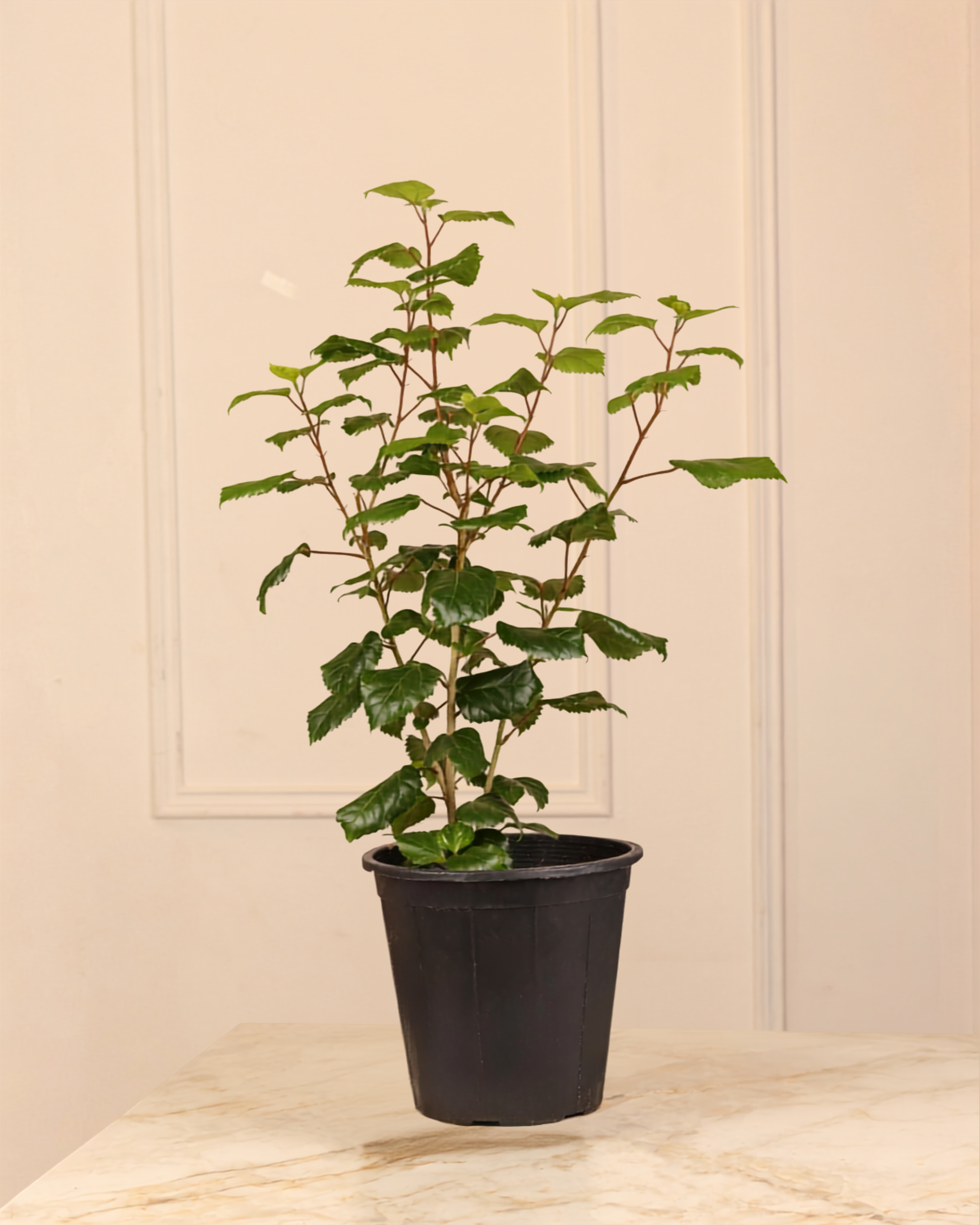 Hibiscus rosa Plant