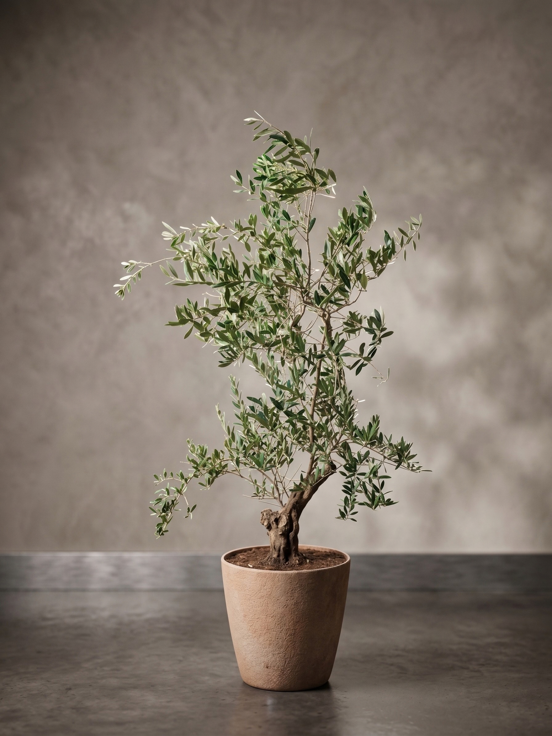 Olive Tree With Pot